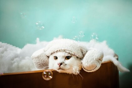 Make your pets relax with a nice spa. (Pexels) Make your pets relax with a nice spa. (Pexels)