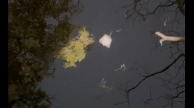 A rare video shared by IFS officer showed a flying squirrel gracefully gliding between trees (X/@shivgangal_ifs)