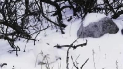 An optical illusion of a hidden bird in the snow puzzled Instagram users. (Instagram/optical.mind) An optical illusion of a hidden bird in the snow puzzled Instagram users. (Instagram/optical.mind)