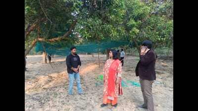 The green net hangs from trees and under it bait will be tied. Forest officers inspecting the new type of cage in Rehmankheda. (Sourced) The green net hangs from trees and under it bait will be tied. Forest officers inspecting the new type of cage in Rehmankheda. (Sourced)