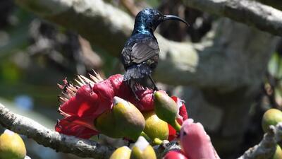 The purple sunbird was one of the species spotted. (Kunal Munsiff) The purple sunbird was one of the species spotted. (Kunal Munsiff)