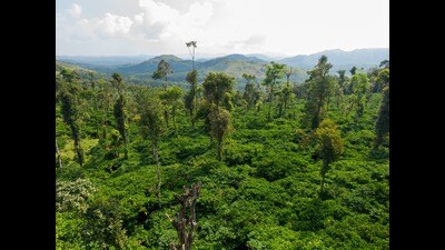 The sharp rise on February 11 was attributed to severe crop losses in Brazil and Vietnam — world’s leading coffee producers — due to adverse weather conditions. (Shutterstock) The sharp rise on February 11 was attributed to severe crop losses in Brazil and Vietnam — world’s leading coffee producers — due to adverse weather conditions. (Shutterstock)