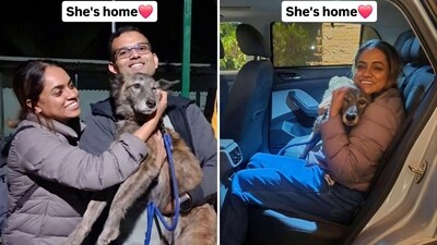 Greyhound, a lost Indie, was reunited with her pet parents on Saturday. (Instagram/@savebezubaan) Greyhound, a lost Indie, was reunited with her pet parents on Saturday. (Instagram/@savebezubaan)