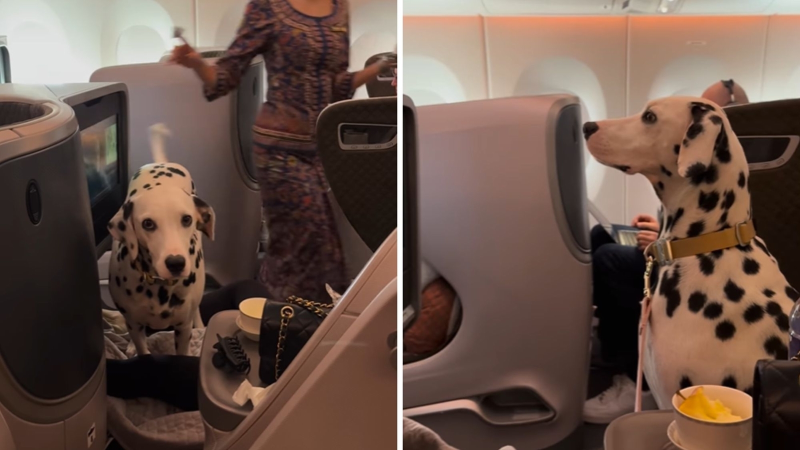 Dalmatian travels in Singapore Airlines business class: Dog sits quietly ...