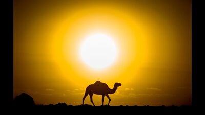 (FILES) A camel is silhouetted against the setting sun in the desert near Dakhla in Morocco-administered Western Sahara, on October 13, 2019.. (Photo by FADEL SENNA / AFP) (AFP) (FILES) A camel is silhouetted against the setting sun in the desert near Dakhla in Morocco-administered Western Sahara, on October 13, 2019.. (Photo by FADEL SENNA / AFP) (AFP)