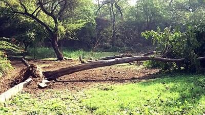 A 20-year-old tree at Jheel Park gets uprooted following the earthquake. (ANI) A 20-year-old tree at Jheel Park gets uprooted following the earthquake. (ANI)