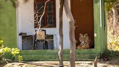 Retired IFS officer shared a image of two tigers overseeing an anti-poaching camp. (X/@susantananda3) Retired IFS officer shared a image of two tigers overseeing an anti-poaching camp. (X/@susantananda3)