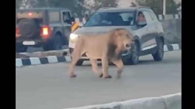 A lion halted traffic on Bhavnagar-Somnath Highway in Gujarat. (X/@rajasthanipapa) A lion halted traffic on Bhavnagar-Somnath Highway in Gujarat. (X/@rajasthanipapa)