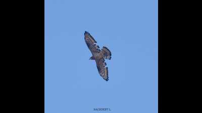 The highlight this year was the sighting of the rare European Honey Buzzard at Vetal Tekdi. (HT PHOTO) The highlight this year was the sighting of the rare European Honey Buzzard at Vetal Tekdi. (HT PHOTO)