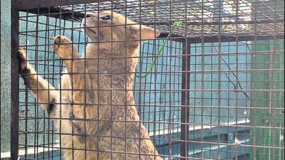 The wildcat was rescued and released in the Bir Talab mini zoo, Bathinda. (HT Photo)