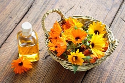 Calendula oil helps in healing. (Shutterstock) Calendula oil helps in healing. (Shutterstock)