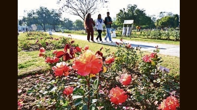 From carefully choosing the time of the year for planting rose shrubs to pruning their stems and protecting them from infections, gardeners go the extra mile to keep Asia’s largest rose garden flourishing throughout the year. (Keshav Singh/HT) From carefully choosing the time of the year for planting rose shrubs to pruning their stems and protecting them from infections, gardeners go the extra mile to keep Asia’s largest rose garden flourishing throughout the year. (Keshav Singh/HT)