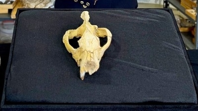 A 300-million-year-old carnivore’s skull was found in Egypt’s Fayum Desert. (X/@heshamsallam)