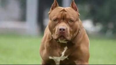 In August of the previous year, a pitbull mauled to death a five-year-old boy who had gone to visit his mother, who worked as a maid at the dog owner’s home (Representative photo) In August of the previous year, a pitbull mauled to death a five-year-old boy who had gone to visit his mother, who worked as a maid at the dog owner’s home (Representative photo)