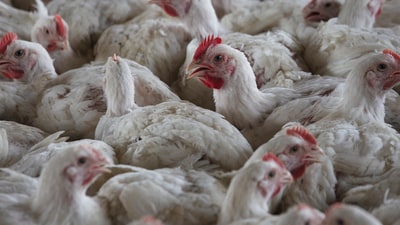 (Image for representation) The USDA acknowledged mistakenly firing employees responding to the H5N1 avian flu outbreak. (AP) (Image for representation) The USDA acknowledged mistakenly firing employees responding to the H5N1 avian flu outbreak. (AP)