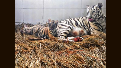 Zoo officials have announced that the cubs will be ready for public viewing by April. (HT Photo) Zoo officials have announced that the cubs will be ready for public viewing by April. (HT Photo)