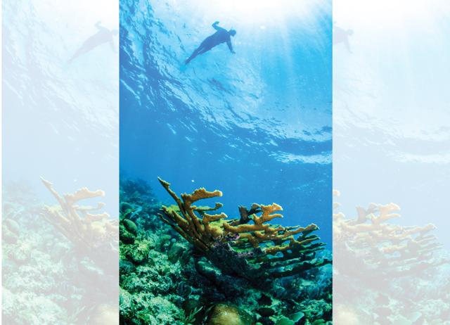 The coral reefs in Belize are less stressed than those in Australia. (ADOBE STOCK) The coral reefs in Belize are less stressed than those in Australia. (ADOBE STOCK)