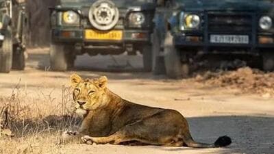 This change will be highly detrimental to the Gir Protected Area and its wildlife including Asiatic lions, said Bhushan Pandya, (X/gir_park) This change will be highly detrimental to the Gir Protected Area and its wildlife including Asiatic lions, said Bhushan Pandya, (X/gir_park)