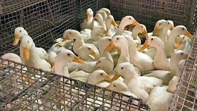 Shocking discovery: Bird flu may be spreading undetected among humans! (Image by HT_PRINT) Shocking discovery: Bird flu may be spreading undetected among humans! (Image by HT_PRINT)