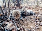 Female cheetah Veera gave birth the two cubs in Kuno on Tuesday, February 4. Female cheetah Veera gave birth the two cubs in Kuno on Tuesday, February 4.