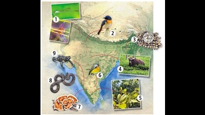 1. A wandering wisp damselfly and a paddyfield parasol dragonfly found in north-west India. 2.The Tickell’s blue flycatcher has been spotted in its breeding season in Delhi. 3. The Pila maura or Assam apple snail, found only in the north-east India. 4. The Indian Gaur, one of three species of massive wild cattle found in India. 5. The Hugonia mystax or climbing wax straggler found in the forests of southern India. 6. The Kashmir flycatcher, a winter migrant to South India. 7. An illustration of the wine glass or pencil shaving mushroom, found in Bengaluru. 8. The Khaire’s black shieldtail, a species of burrowing snake endemic to India. 9. The rare galaxy frog found in pockets of the Western Ghats. (Dheerendra Singh, Adobe Stock, Aravind NA, Vivek Menon, Auroville Botanical Gardens, David Raju, Survya Ramachandran, Nuvedo) 1. A wandering wisp damselfly and a paddyfield parasol dragonfly found in north-west India. 2.The Tickell’s blue flycatcher has been spotted in its breeding season in Delhi. 3. The Pila maura or Assam apple snail, found only in the north-east India. 4. The Indian Gaur, one of three species of massive wild cattle found in India. 5. The Hugonia mystax or climbing wax straggler found in the forests of southern India. 6. The Kashmir flycatcher, a winter migrant to South India. 7. An illustration of the wine glass or pencil shaving mushroom, found in Bengaluru. 8. The Khaire’s black shieldtail, a species of burrowing snake endemic to India. 9. The rare galaxy frog found in pockets of the Western Ghats. (Dheerendra Singh, Adobe Stock, Aravind NA, Vivek Menon, Auroville Botanical Gardens, David Raju, Survya Ramachandran, Nuvedo)