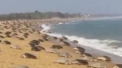 Nearly 3 lakh Olive Ridley turtles arrive for rare daytime nesting in Odisha. IAS officer shares stunning visuals. (X/@supriyasahuias) Nearly 3 lakh Olive Ridley turtles arrive for rare daytime nesting in Odisha. IAS officer shares stunning visuals. (X/@supriyasahuias)
