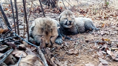Female cheetah Veera gave birth the two cubs in Kuno on Tuesday, February 4. (X/@DrMohanYadav51)