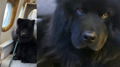 The four-year-old dog takes annual summer trips from New York to Greece. (TikTok/@Malbecthechow)