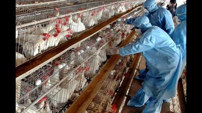 officials are collecting the birds’ swabs and sending them to NIV for further tests. (REPRESENTATIVE PHOTO)