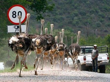 A herd of ostriches runs on a street after breaking out of their enclosure outside Oudtshoorn, some 450 kilometres (279 miles) east of Cape Town. (Reuters/Alex Grimm) A herd of ostriches runs on a street after breaking out of their enclosure outside Oudtshoorn, some 450 kilometres (279 miles) east of Cape Town. (Reuters/Alex Grimm)