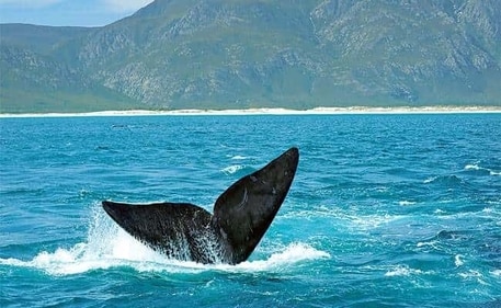 There he blows! Whale-spotting near the seaside town of Hermanus can be exciting There he blows! Whale-spotting near the seaside town of Hermanus can be exciting