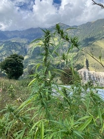 Ugram Valley, Uttarakhand - a cannabis plant.