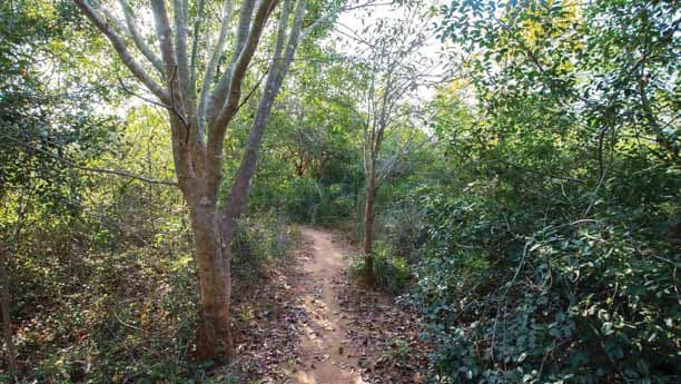 A view of a tropicl dry evergreen forest or TDEF, a forest ecosystem that remains lush all year, despite scanty rain. (Courtesy Auroville Botanical Gardens) A view of a tropicl dry evergreen forest or TDEF, a forest ecosystem that remains lush all year, despite scanty rain. (Courtesy Auroville Botanical Gardens)