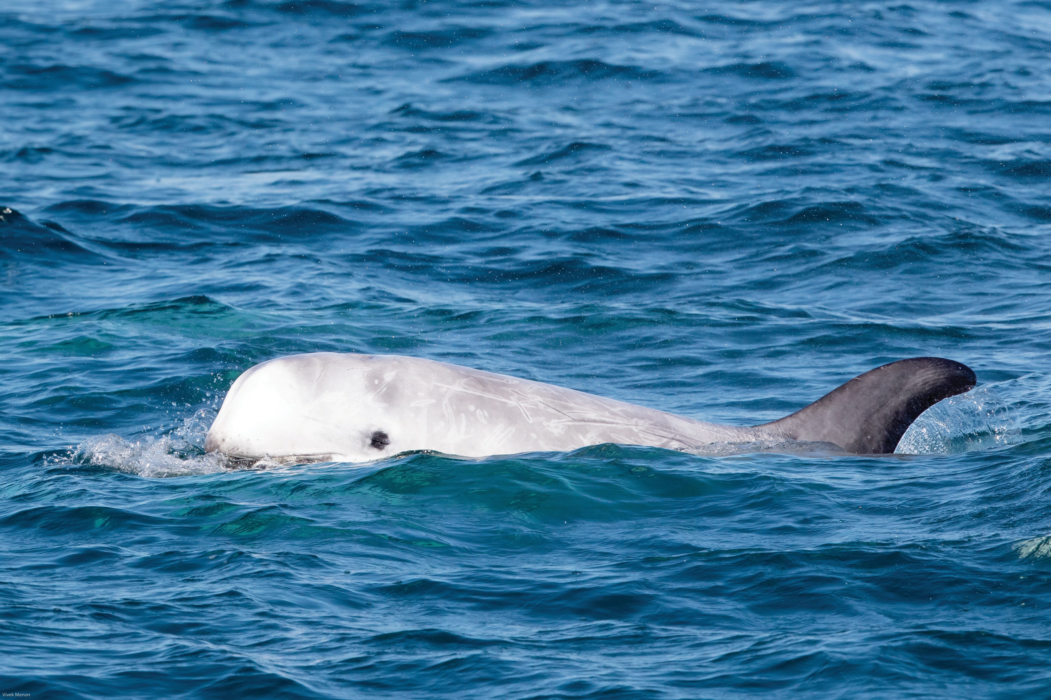 The Risso’s dolphin, which inhabit cold to temperate waters worldwide, have a taste for cephalopods such as squid and octopus.