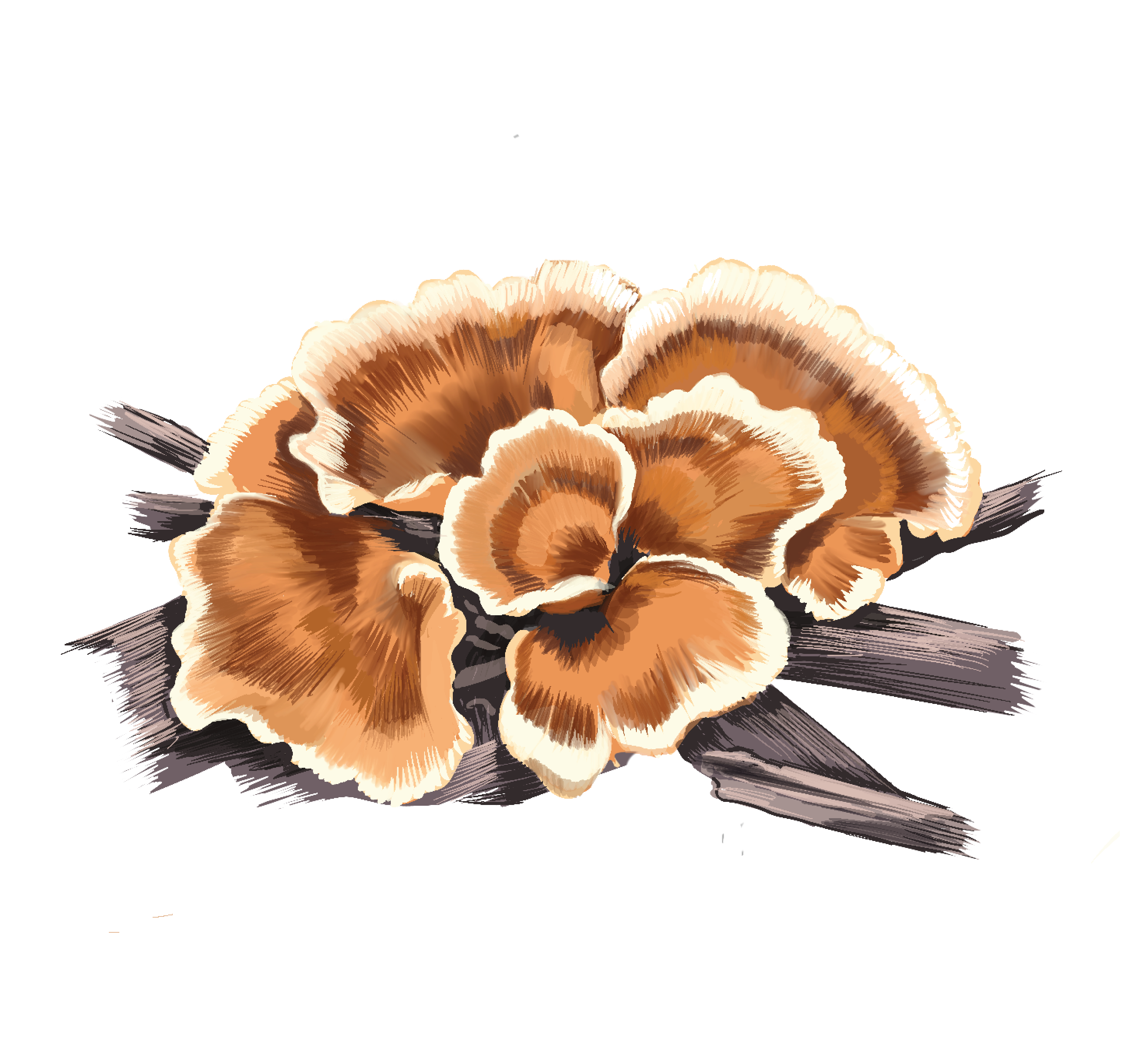 An illustration of the wine glass or pencil shaving mushroom, found in Bengaluru. (Nuvedo) An illustration of the wine glass or pencil shaving mushroom, found in Bengaluru. (Nuvedo)
