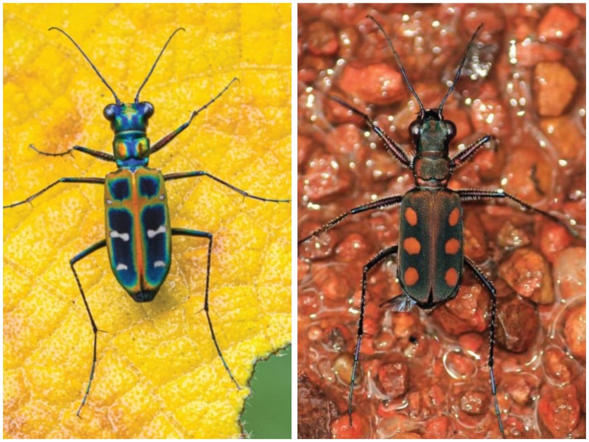 An iridescent tiger beetle and black-headed tiger beetle. (Kesavamurthy, Birdwing and Nagaraj Shastri) An iridescent tiger beetle and black-headed tiger beetle. (Kesavamurthy, Birdwing and Nagaraj Shastri)