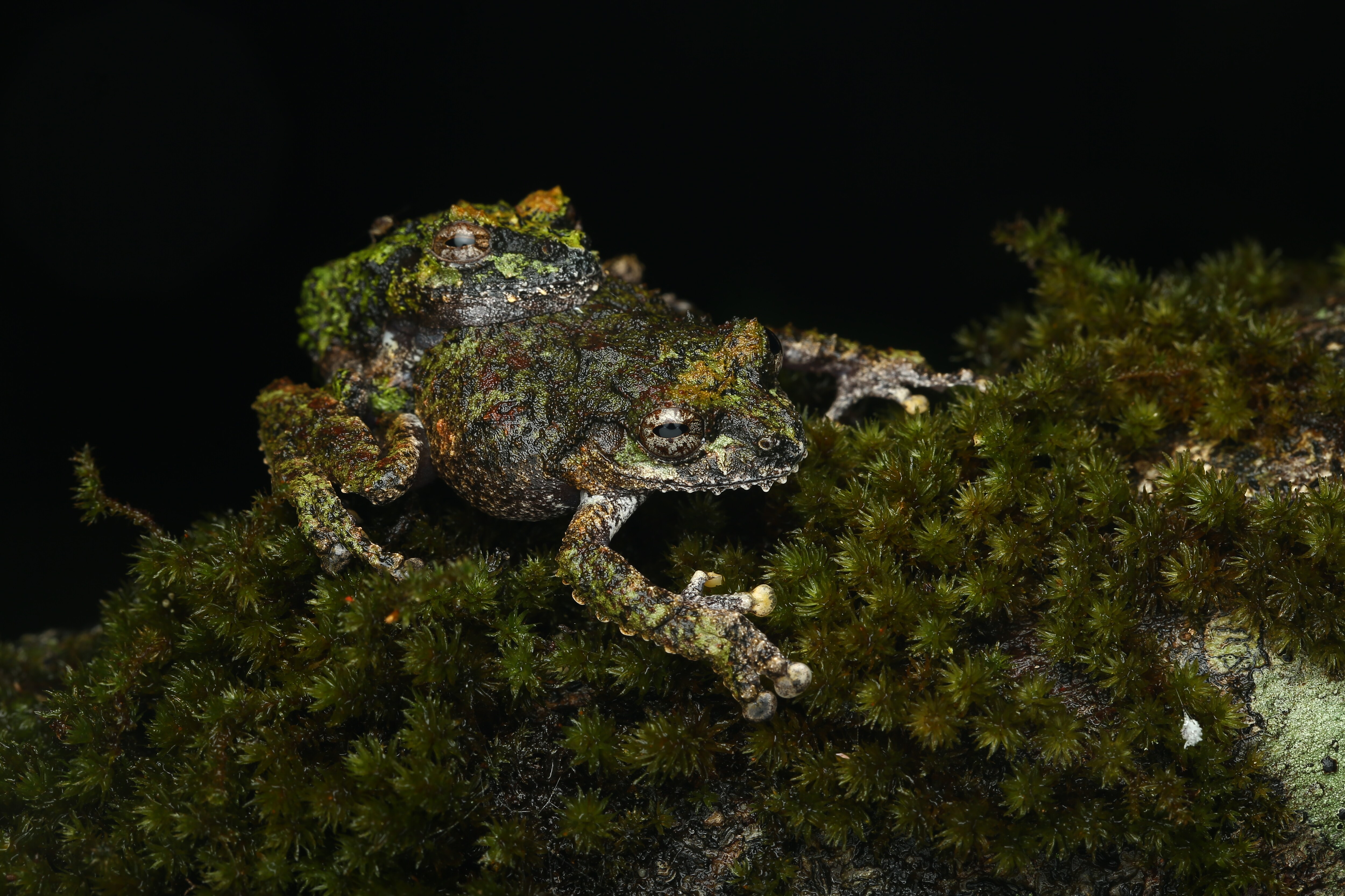 The waterdrop bush frog is widespread in the Western Ghats. It’s name for its call, which sounds like loud, echoing water drop. (David Raju) The waterdrop bush frog is widespread in the Western Ghats. It’s name for its call, which sounds like loud, echoing water drop. (David Raju)