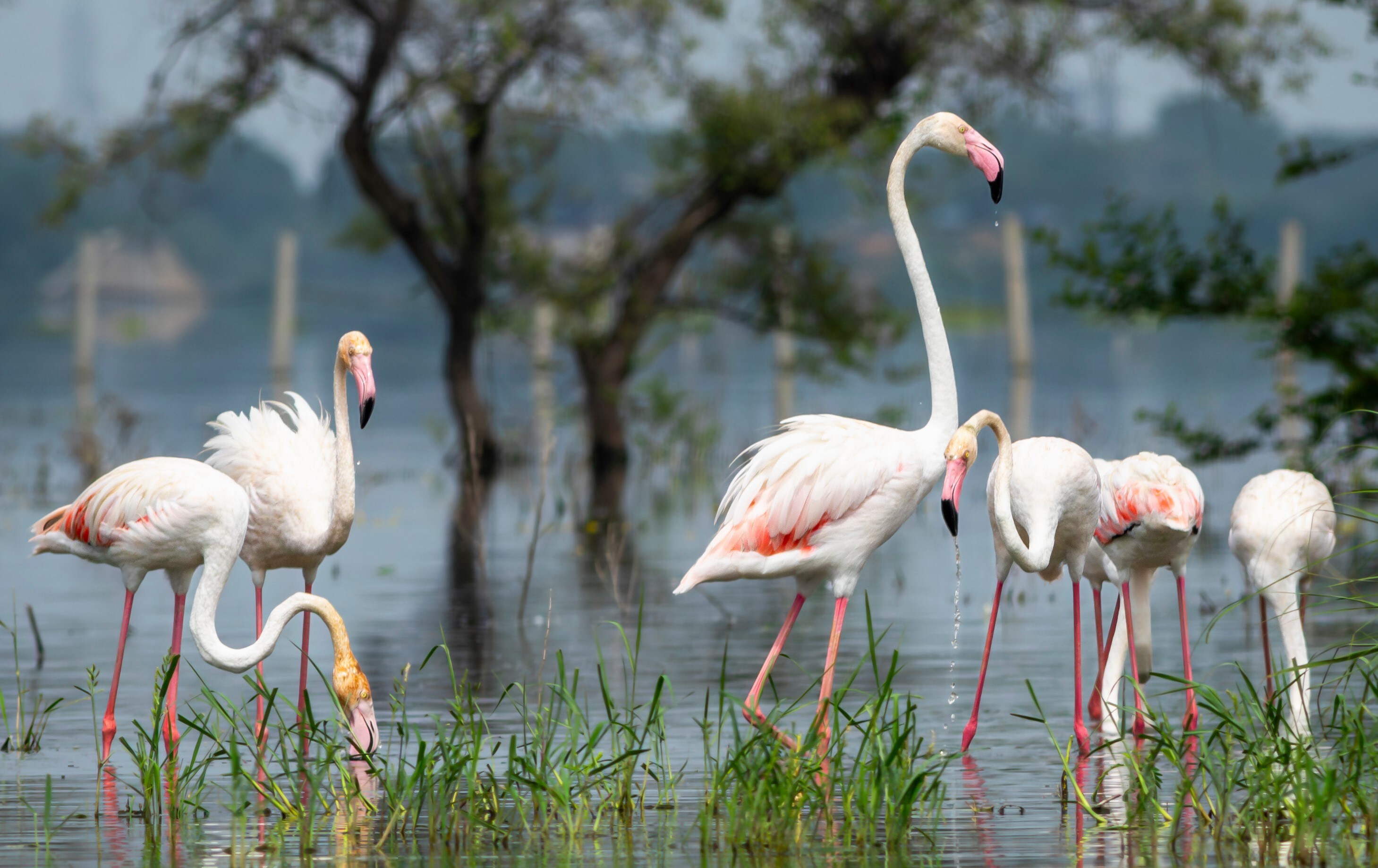 Greater flamingoes are year-round visitors to Delhi. (Adobe Stock) Greater flamingoes are year-round visitors to Delhi. (Adobe Stock)