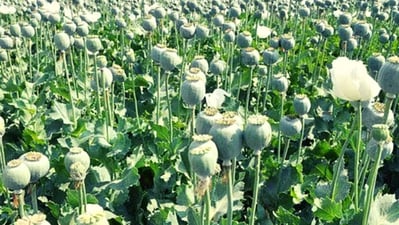 Jharkhand has destroyed almost 19,000 acres of illegal poppy growing, and in the last two months, 190 persons connected to this agricultural activity have been detained, an official said on Saturday. (PTI) Jharkhand has destroyed almost 19,000 acres of illegal poppy growing, and in the last two months, 190 persons connected to this agricultural activity have been detained, an official said on Saturday. (PTI)