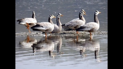 Bar-headed geese at the Hastinapur Sanctuary (HT Photo) Bar-headed geese at the Hastinapur Sanctuary (HT Photo)