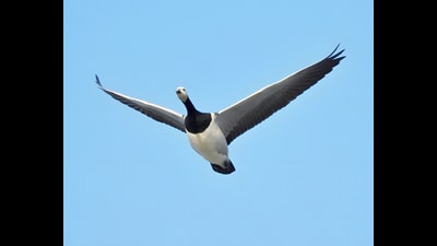 Barnacle goose flying over Roopnagar headworks. (Rishik Thapar) Barnacle goose flying over Roopnagar headworks. (Rishik Thapar)