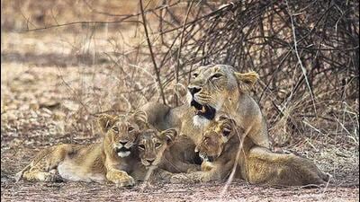 Gujarat is the last abode for Asiatic lions in the wild (Representational image) Gujarat is the last abode for Asiatic lions in the wild (Representational image)