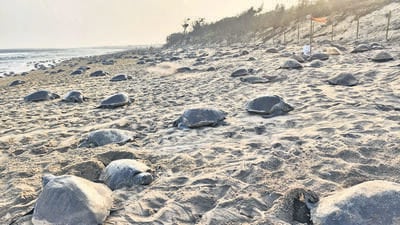 Olive Ridley turtles are the smallest species of marine turtles that normally lay eggs in Rushikulya and Gahirmatha beaches of Odisha. (HT Photo)