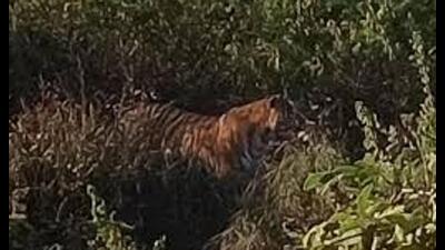 Since December 12, 2024, the tiger has killed 17 animals, including two baits provided by the forest team (Sourced) Since December 12, 2024, the tiger has killed 17 animals, including two baits provided by the forest team (Sourced)