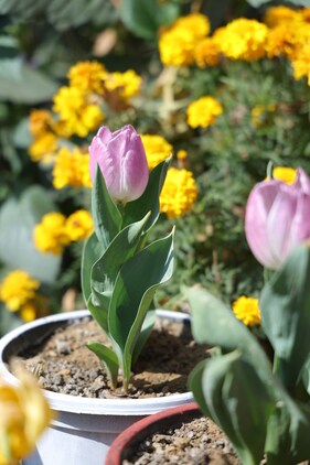 Tulips and some rare plants can also be spotted in this home garden.