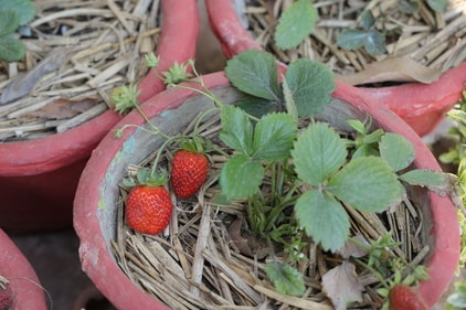 Seasonal fruits such as strawberries have also been grown in this garden.
