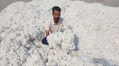 Cotton acreage in Punjab has been on a steady decline since 2021-22, hitting the lowest of 95,000 hectares in 2024. (HT File) Cotton acreage in Punjab has been on a steady decline since 2021-22, hitting the lowest of 95,000 hectares in 2024. (HT File)