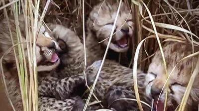 Jwala and her four cubs, born in India in January 2024, were released into the wild on Friday (PTI) Jwala and her four cubs, born in India in January 2024, were released into the wild on Friday (PTI)
