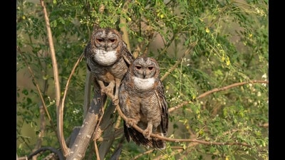 Recently, several photos of the Mottled Wood Owl, a protected species under Schedule III of the Wildlife Protection Act, went viral on social media. A breeding pair of these nocturnal birds currently resides in the Supe forest area. (SOURCED) Recently, several photos of the Mottled Wood Owl, a protected species under Schedule III of the Wildlife Protection Act, went viral on social media. A breeding pair of these nocturnal birds currently resides in the Supe forest area. (SOURCED)