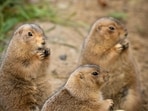 Prairie_dogs